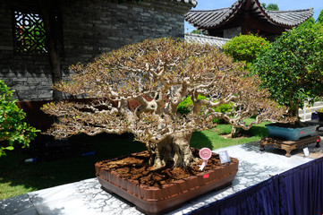 Bonsai tree display for public during Royal Floria Putrajaya 2016 in Putrajaya, Malaysia.