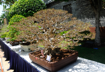 Bonsai tree display for public during Royal Floria Putrajaya 2016 in Putrajaya, Malaysia.