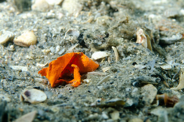 Orange latex micro-plastic pollutant on the ocean bottom at Blue Heron Bridge in Florida