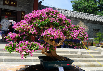 Bonsai tree display for public during Royal Floria Putrajaya 2016 in Putrajaya, Malaysia.