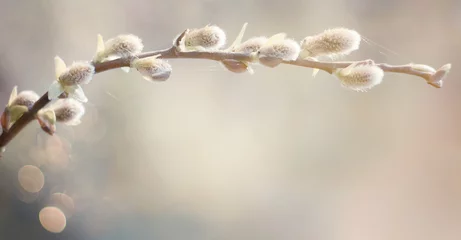 Weicher Frühlingshintergrund mit Weidenkätzchenzweig © lumikk555