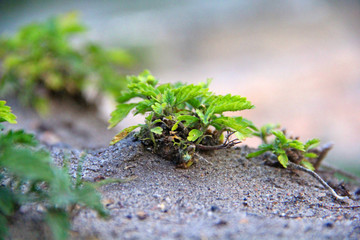 Nature