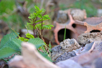 Nature
