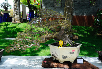 Bonsai tree display for public during Royal Floria Putrajaya 2016 in Putrajaya, Malaysia.
