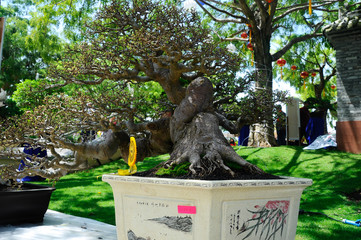 Bonsai tree display for public during Royal Floria Putrajaya 2016 in Putrajaya, Malaysia.