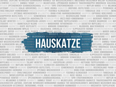 Hauskatze