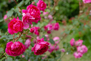 Beautiful roses close up in the garden on a natural background