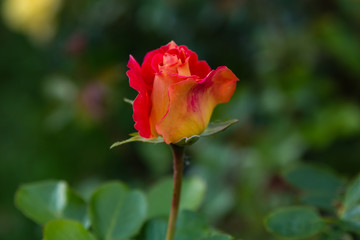 Beautiful roses close up in the garden on a natural background