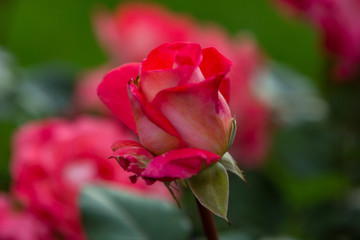 Beautiful roses close up in the garden on a natural background
