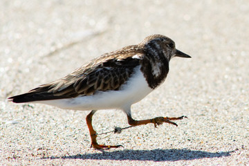 A ruddy turnstone entangled in discarded fishing line with apparent leg damage