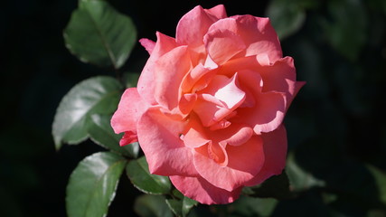 pink rose