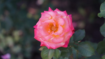 pink rose with yellow centre