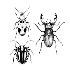 Hand drawn collection of sketched beetles