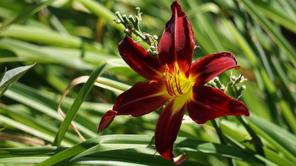 red and yellow lily