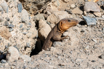Close up with reptile in Gran Canary