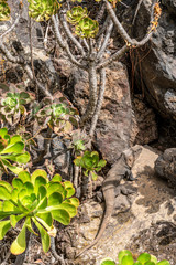 Close up with reptile in Gran Canary