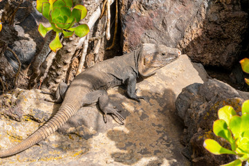 Close up with reptile in Gran Canary