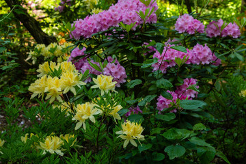 Flowering rhododendrons in the spring garden. Beautiful yellow rhododendron flowers