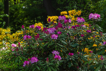 Flowering rhododendrons in the spring garden. Buds and flowers of rhododendrons on a natural background.