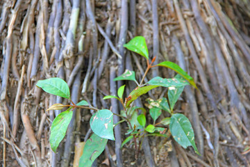 Nature