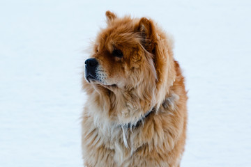 Naklejka na ściany i meble Beautiful dog Chow-chow in the winter in nature background