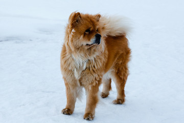 Obraz na płótnie Canvas Beautiful dog Chow-chow in the winter in nature background