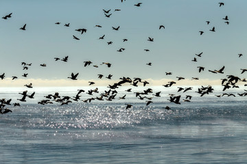   A flock of Canadian geese flying over the glittering surface of Lake Michigan