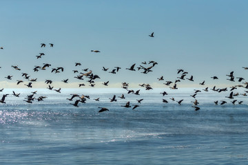 Fototapeta premium Geese. Flock of Canadian geese and mallard ducks landing on lake Michigan when returning from the fields Dawn over the lake Michigan.