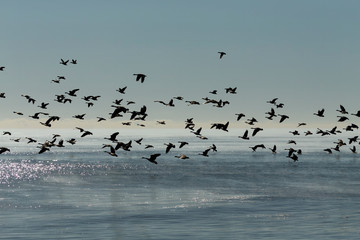 Geese. Flock of Canadian geese and mallard ducks landing on lake Michigan when returning from the fields Dawn over the lake Michigan.