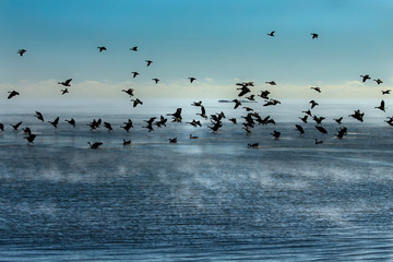 Geese. Flock of Canadian geese and mallard ducks landing on lake Michigan when returning from the fields Dawn over the lake Michigan.