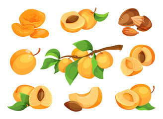 Apricot vector icon set. Fresh apricot icons, isolated on white background. Elements for label.