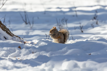 Squirrel. Eastern gray squirrel in  winter, natural scene from Wisconsin state park.