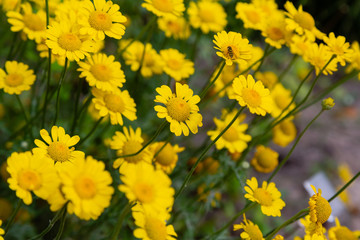 Yellow daisies or tinctoria, golden marguerite, yellow chamomile, or oxeye chamomile, is plant in the sunflower family. Other common names "dyer's chamomile", Boston daisy, Paris daisy