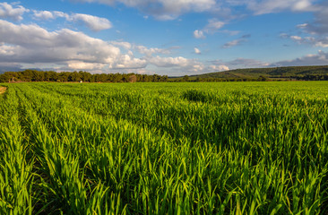 A corn field in spring with beatiful light HDR stock photo. Field crops with sunshine and warm tones. Grass field at morning.