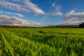 A corn field in spring with beatiful light HDR stock photo. Field crops with sunshine and warm tones. Grass field at morning.