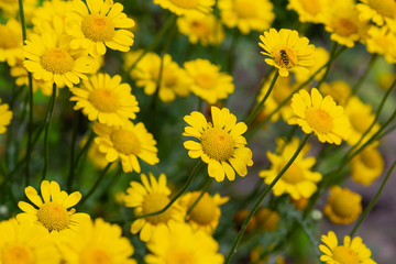 Yellow daisies or tinctoria, golden marguerite, yellow chamomile, or oxeye chamomile, is plant in the sunflower family. Other common names 
