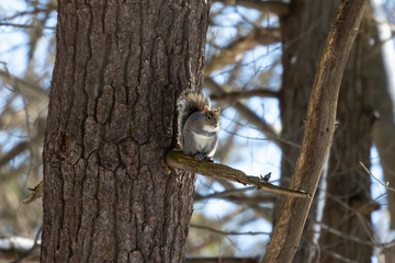 Squirrel. Eastern gray squirrel in  winter, natural scene from Wisconsin state park.