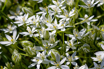 Ornithogalum woronowii in spring garden. Growing bulbs in the garden. Rare and unique plants in the garden. Floral background with white flowers.