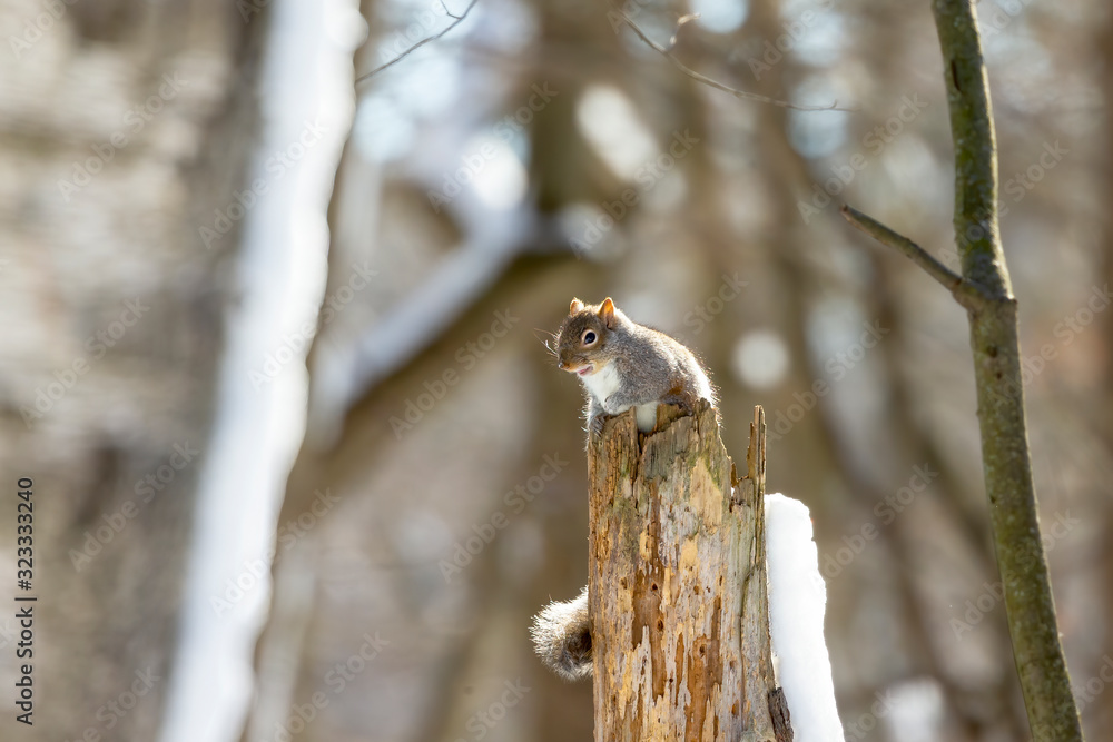 Sticker Squirrel. Eastern gray squirrel in  winter, natural scene from Wisconsin state park.