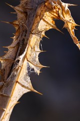 Fragment of a dry winter flower illuminated by beautiful sunlight. Macro photography. Vertical frame 