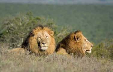 Two male lions resting