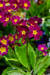 Primrose Primula Vulgaris. Country Garden Primula Flowers