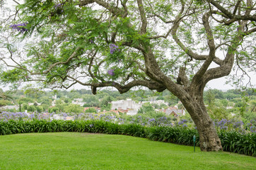 Obraz premium Garden of Quinta Los Ombues, jacaranda mimosifolia with few flowers, summertime