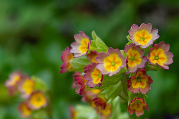 Primrose Primula Vulgaris. Country Garden Primula Flowers