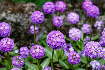 Primula denticulata on the Alpine hill. Primroses in the spring garden. Violet flowers in the garden.