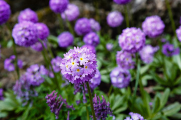 Obraz premium Primula denticulata on the Alpine hill. Primroses in the spring garden. Violet flowers in the garden.
