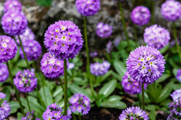 Fototapeta premium Primula denticulata on the Alpine hill. Primroses in the spring garden. Violet flowers in the garden.