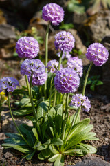 Primula denticulata on the Alpine hill. Primroses in the spring garden. Violet flowers in the garden.