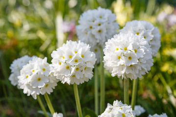 Obraz premium White flower Primula denticulata (drumstick primrose) in spring garden