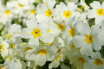 Primula, or primrose Bloom in early spring. Primrose Primula Vulgaris. White Country Garden Primula Flowers